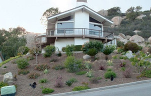 Repensando los céspedes estadounidenses en medio de los desafíos de la sequía