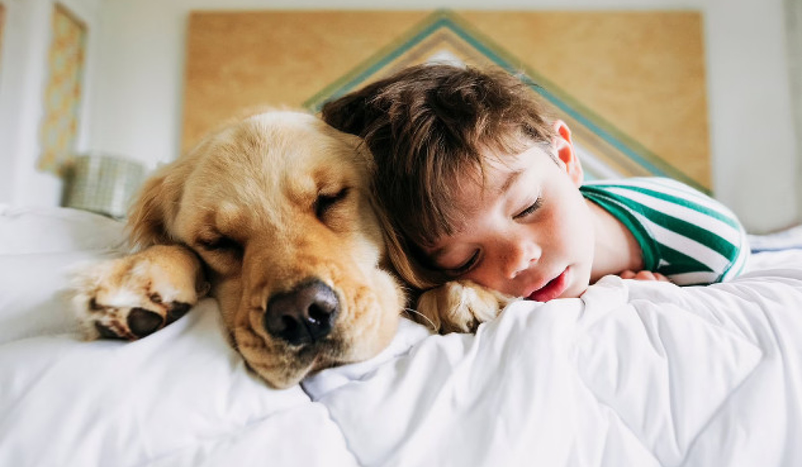 الرفاق المريحون: إيجابيات وسلبيات النوم مع حيوانك الأليف