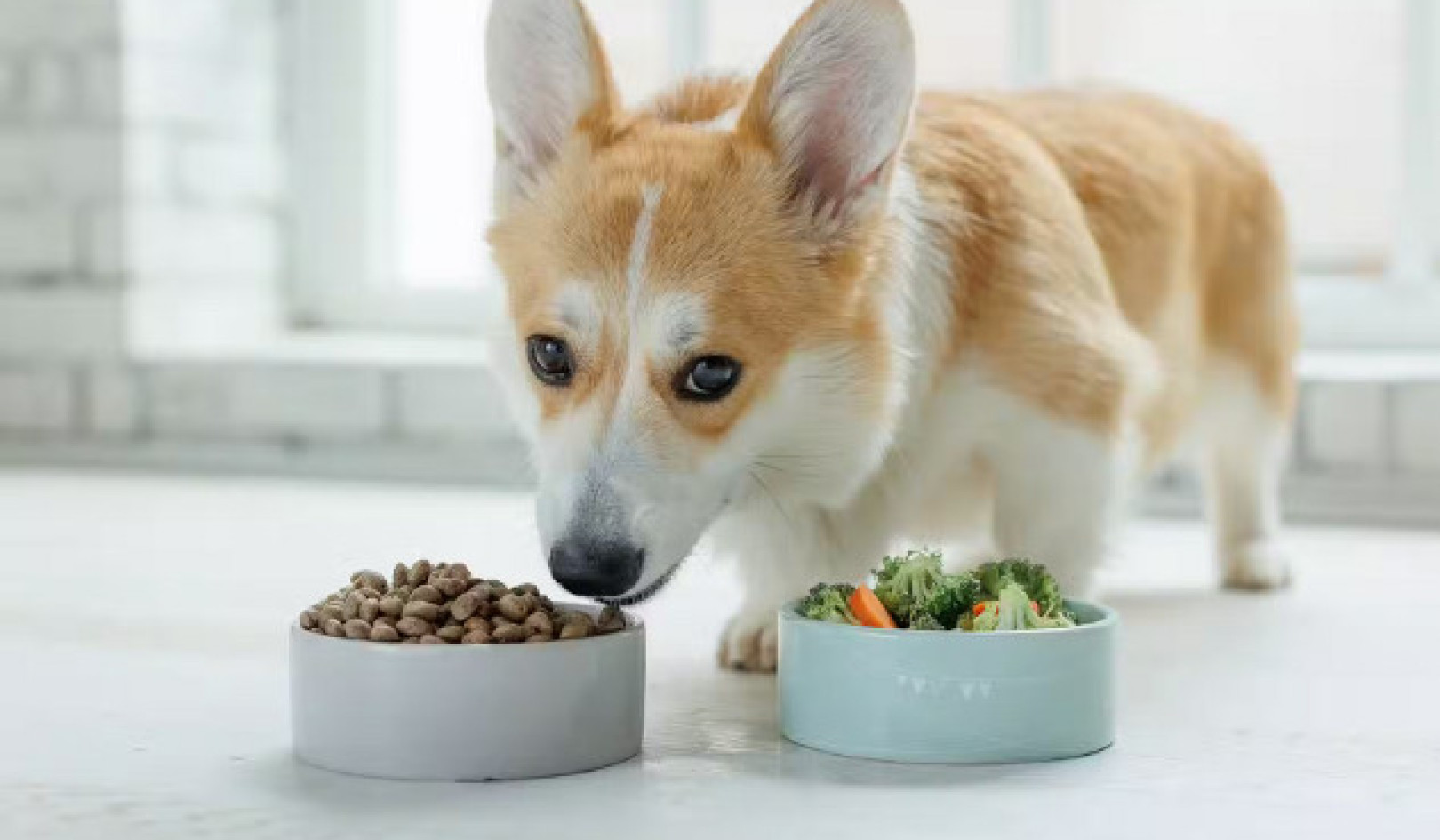 Kebenaran Tentang Makanan Anjing Vegan: Apa Yang Sebenarnya Dikatakan Sains