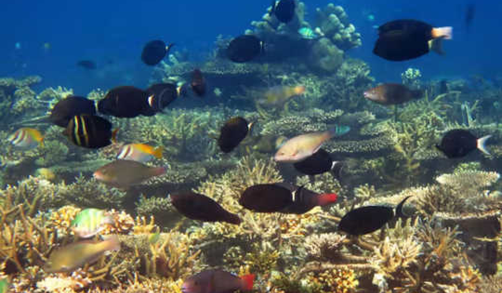 Dlaczego rafy koralowe mogą zniknąć przy 1.5 ° C globalnego ocieplenia?