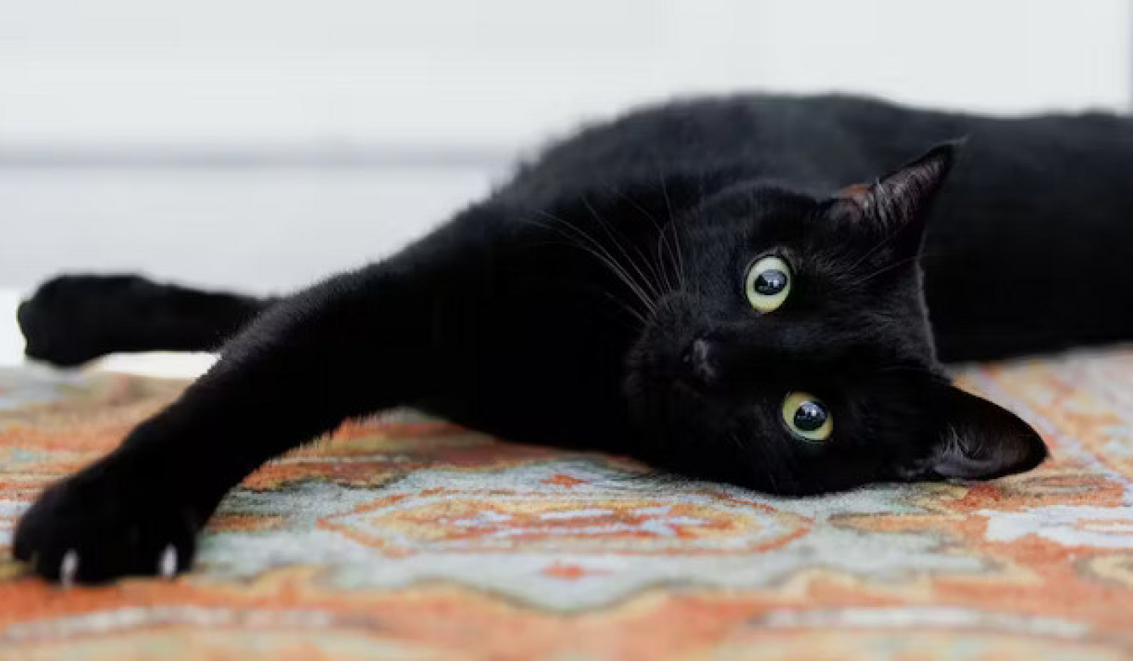 从野外到你的沙发：猫如何俘获人心
