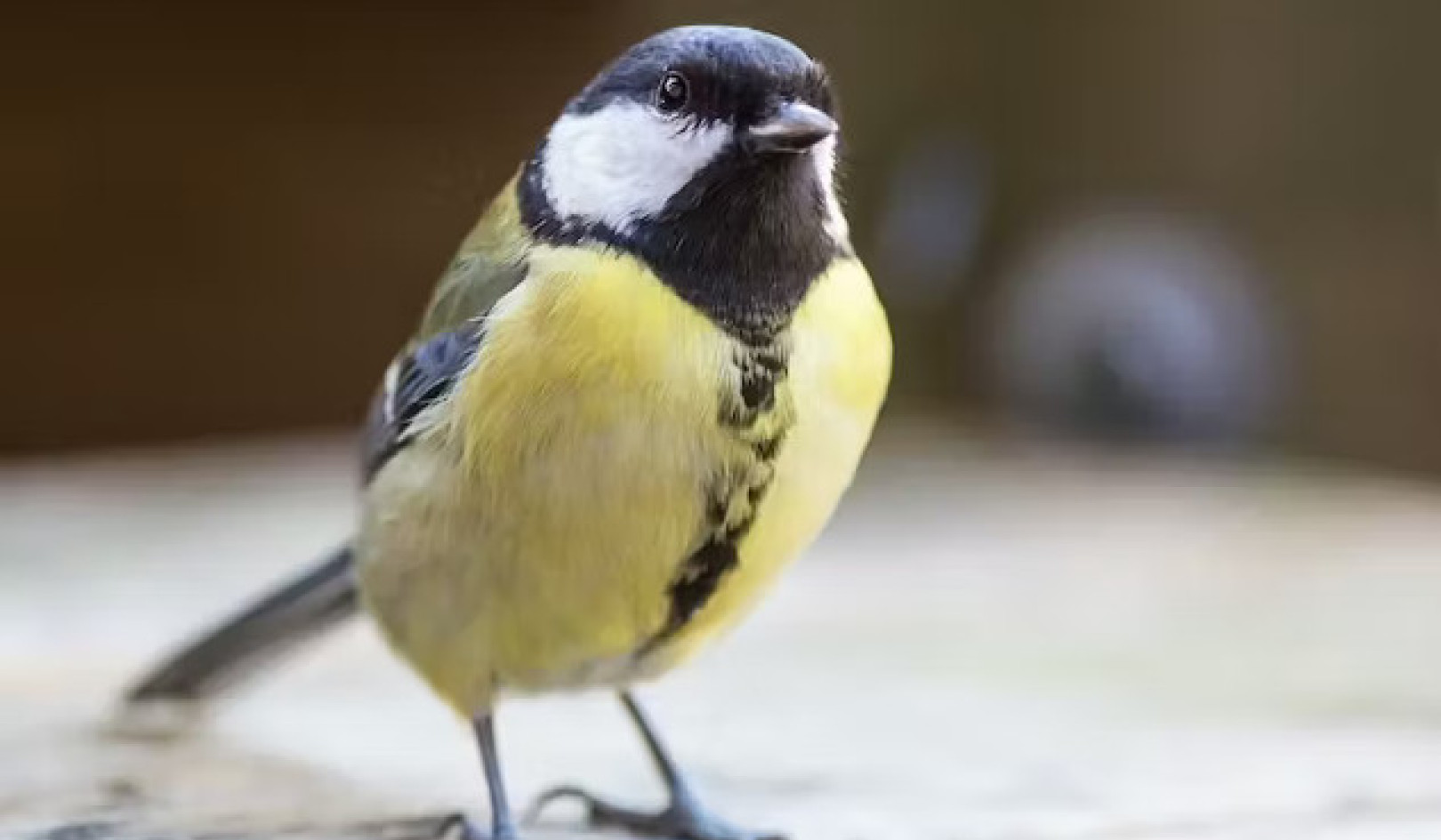 Winter Bird Feeding: More Than Just Sustenance