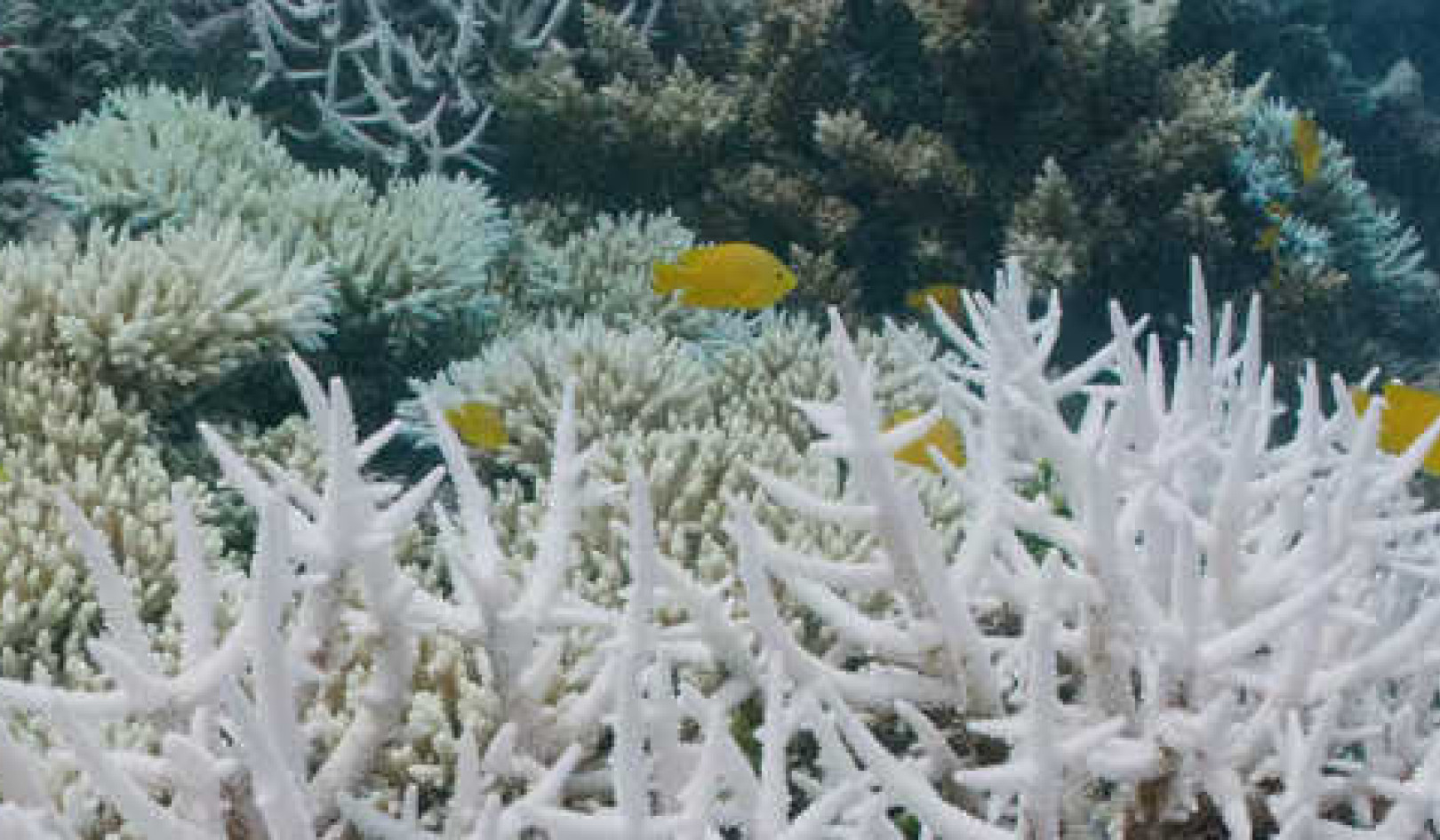 반복되는 산호 표백은 몇 가지 옵션으로 야생 동물을 남깁니다.