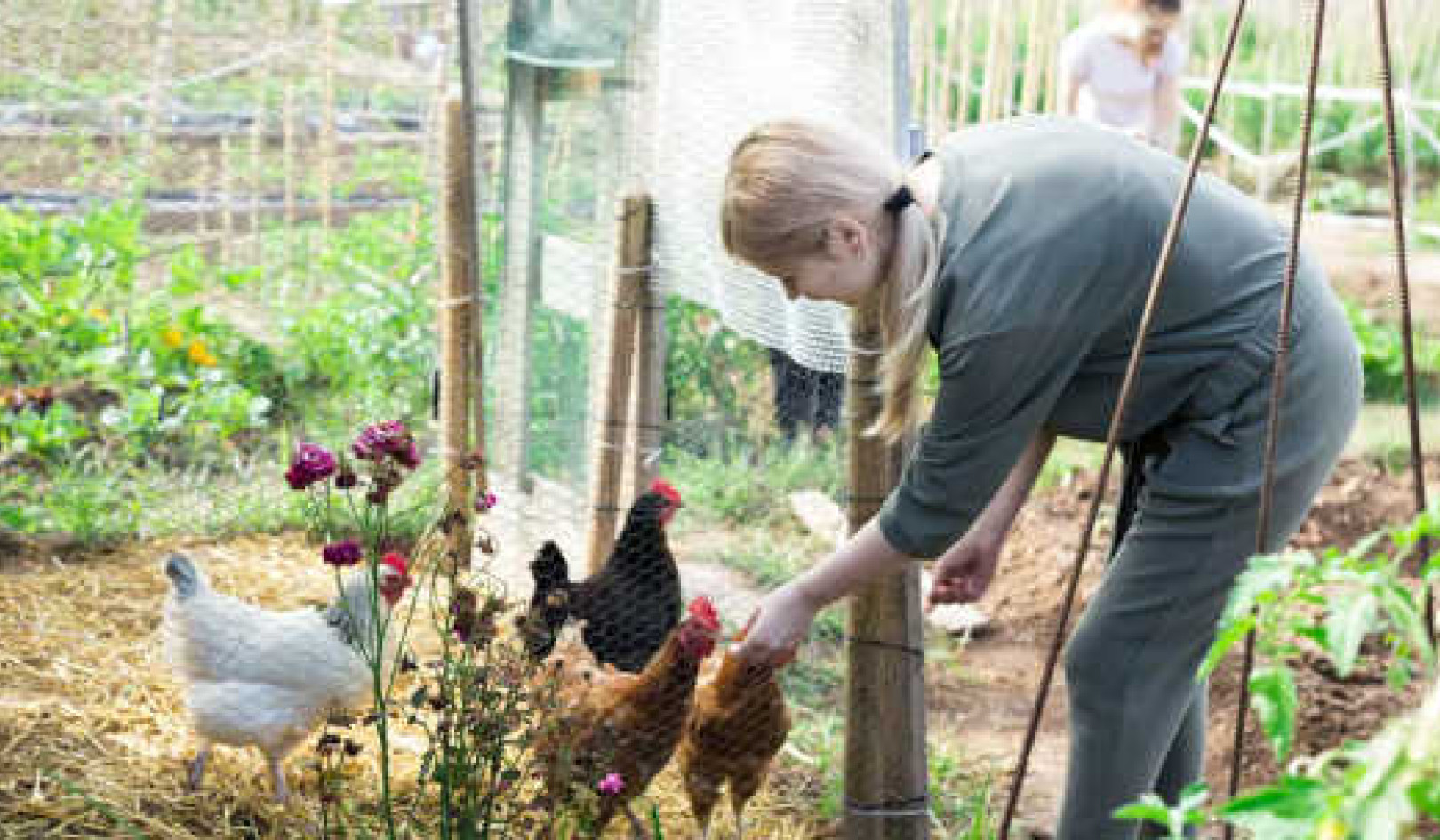 Hvorfor det er fare for fugleinfluensa å holde kyllinger hjemme