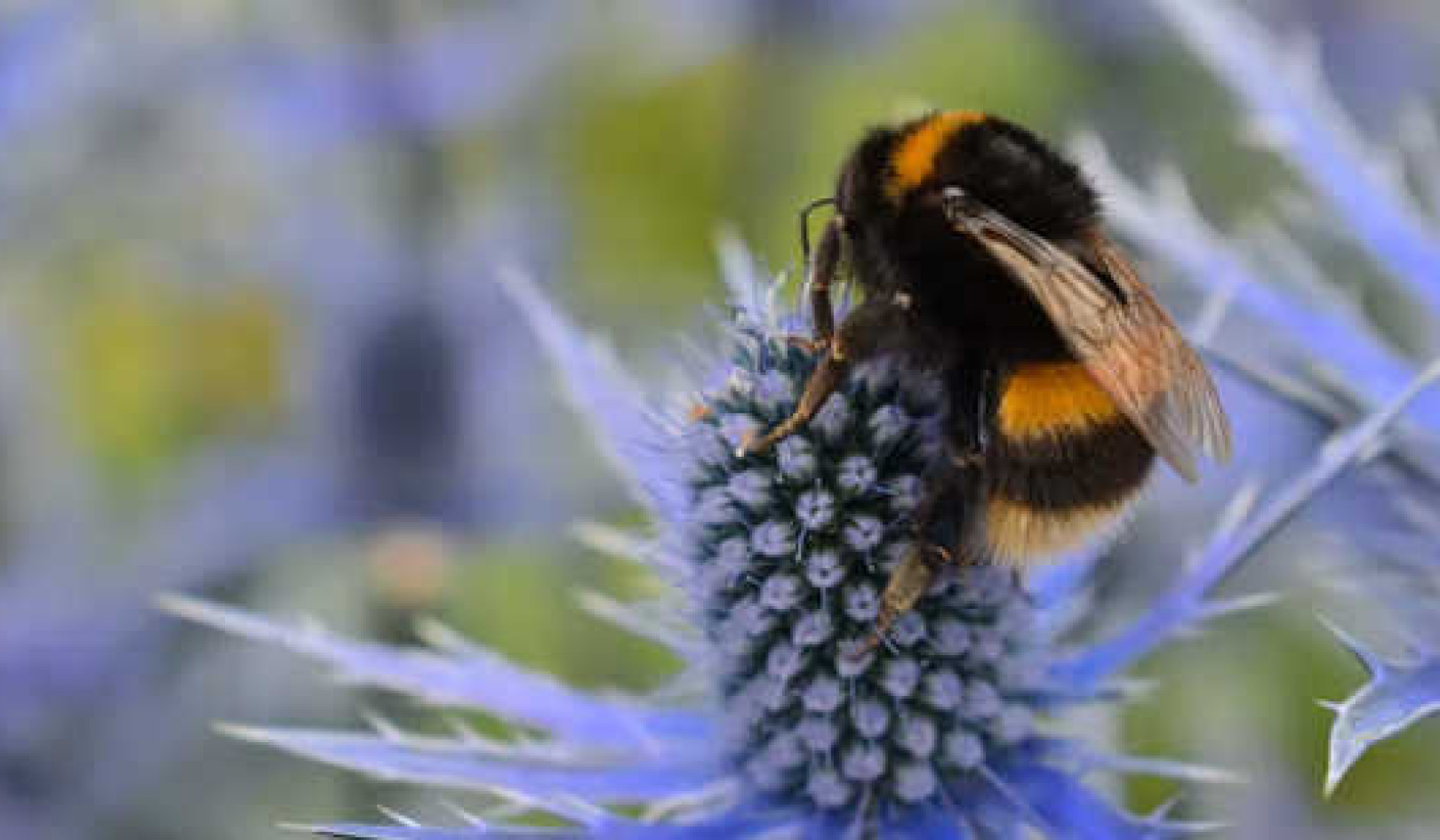 Planter blomstrer en måned tidligere - Her er hva det kan bety for pollinerende insekter