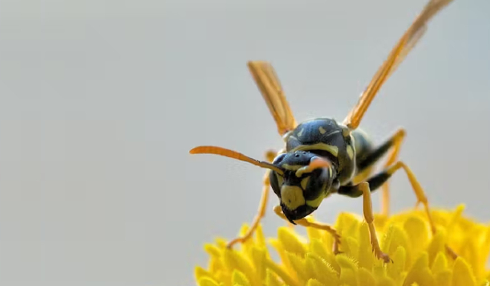 Wasps: آپ کے گھر کے پچھواڑے میں کم اندازہ شدہ جینیئس