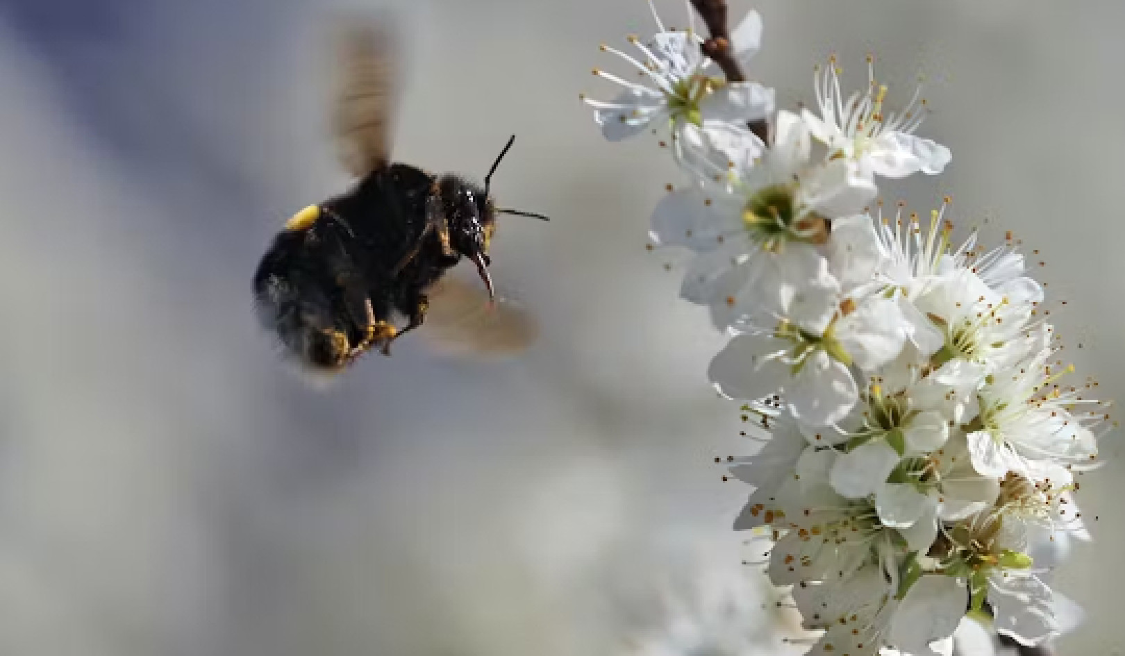 Unlocking the Secrets of Bees: How They Perceive, Navigate, and Thrive