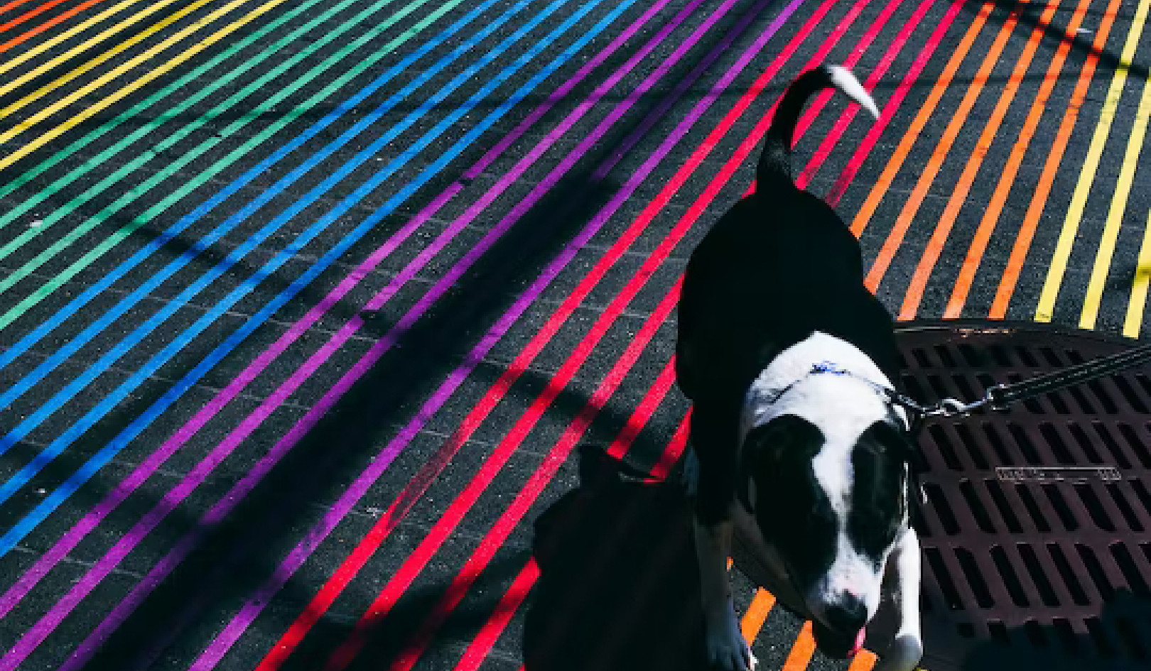 Чи справді собаки бачать кольори?
