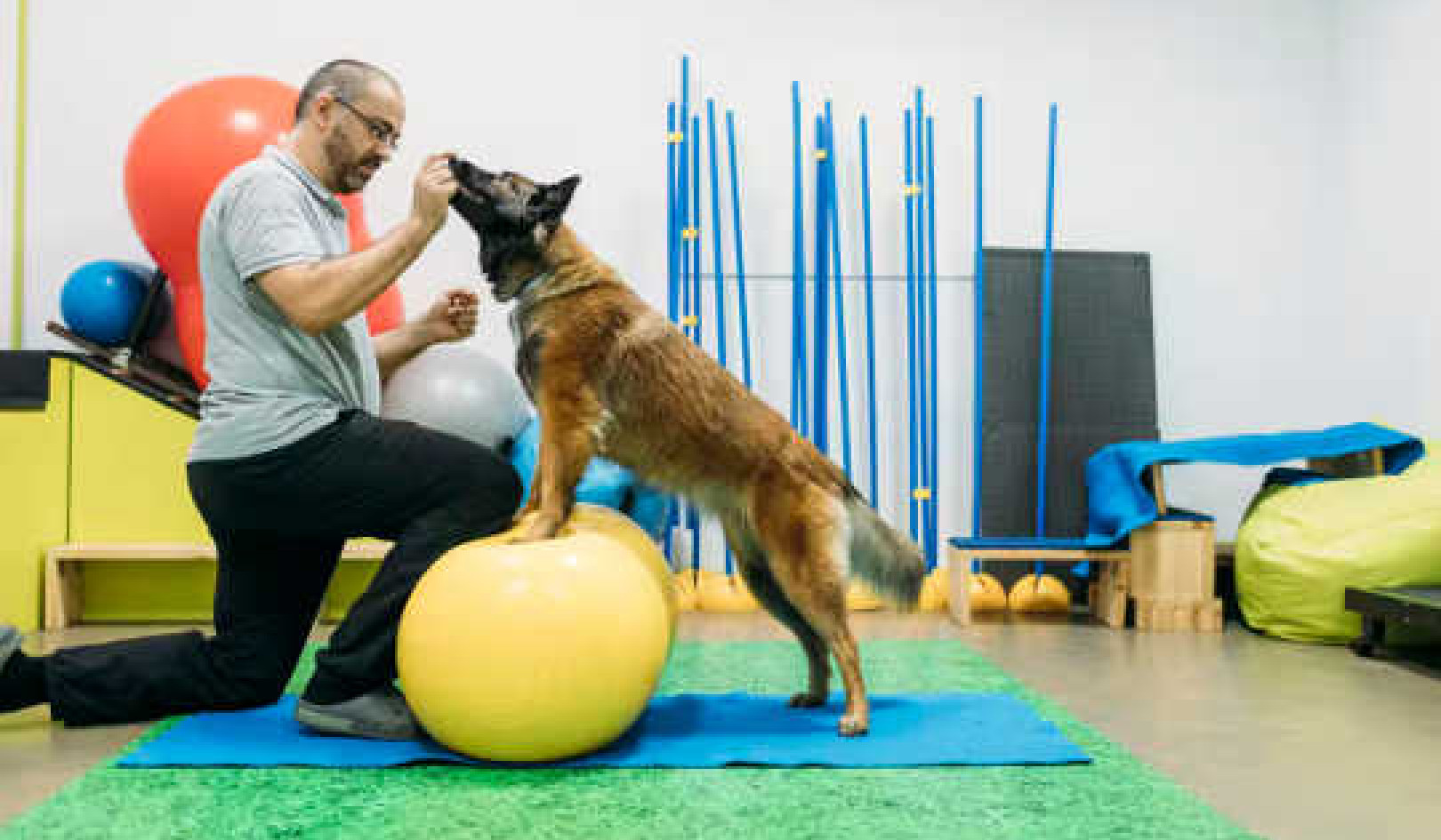 Menjaga Anjing Yang Menghidap Arthritis