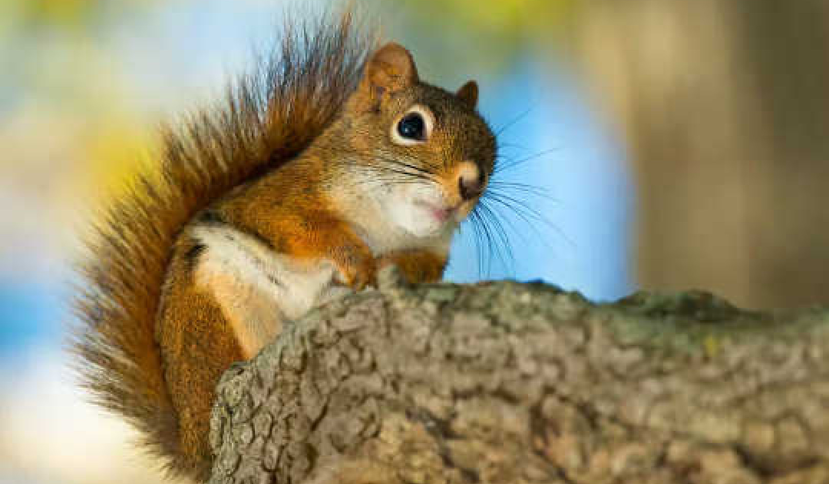 How Squirrels Identify Themselves