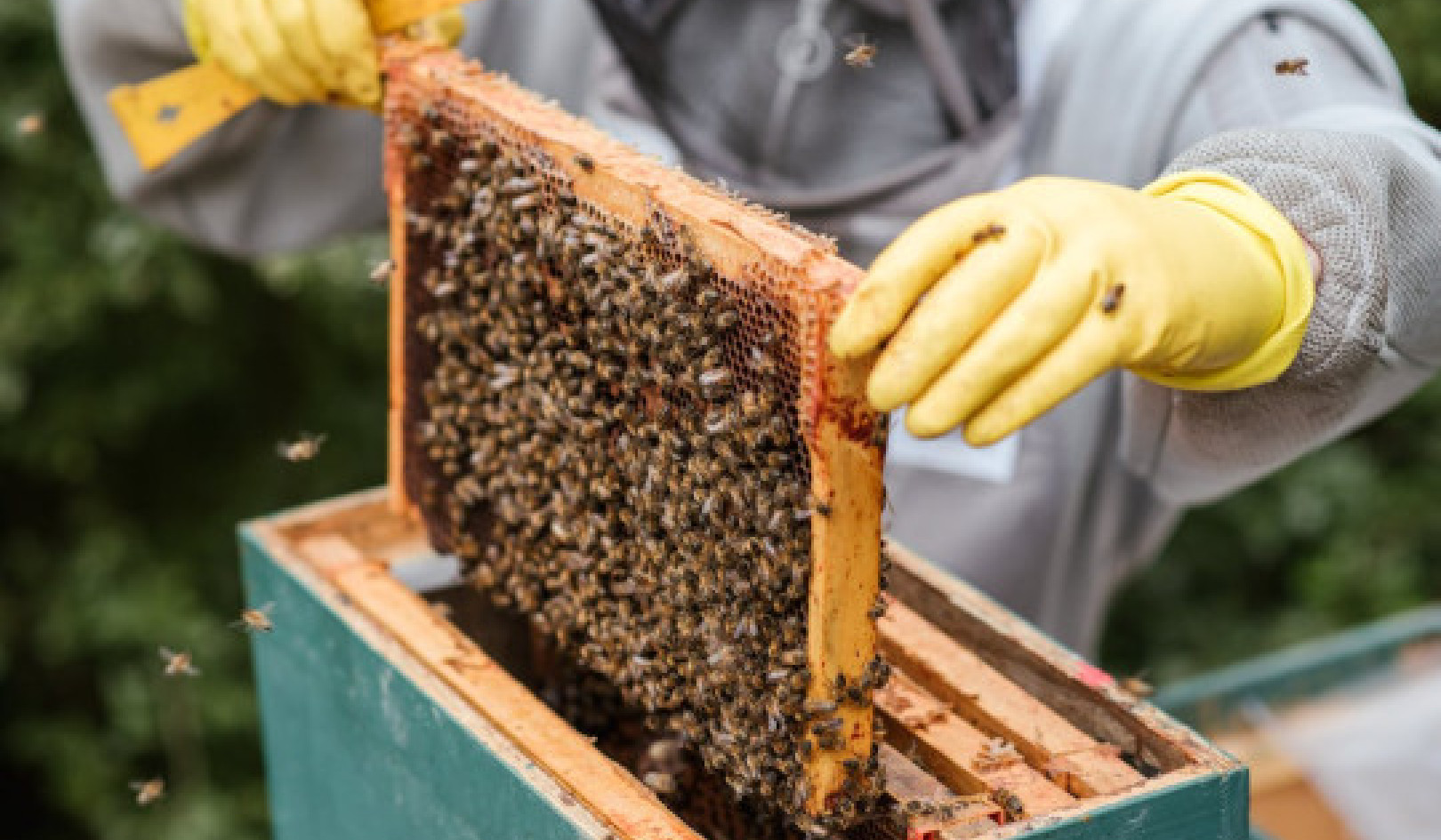 Ваш мед справжній? 10 домашніх тестів для визначення його чистоти
