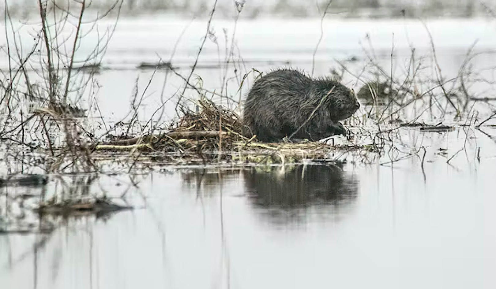 How Beavers and Oysters Are Helping Restore Ecosystems
