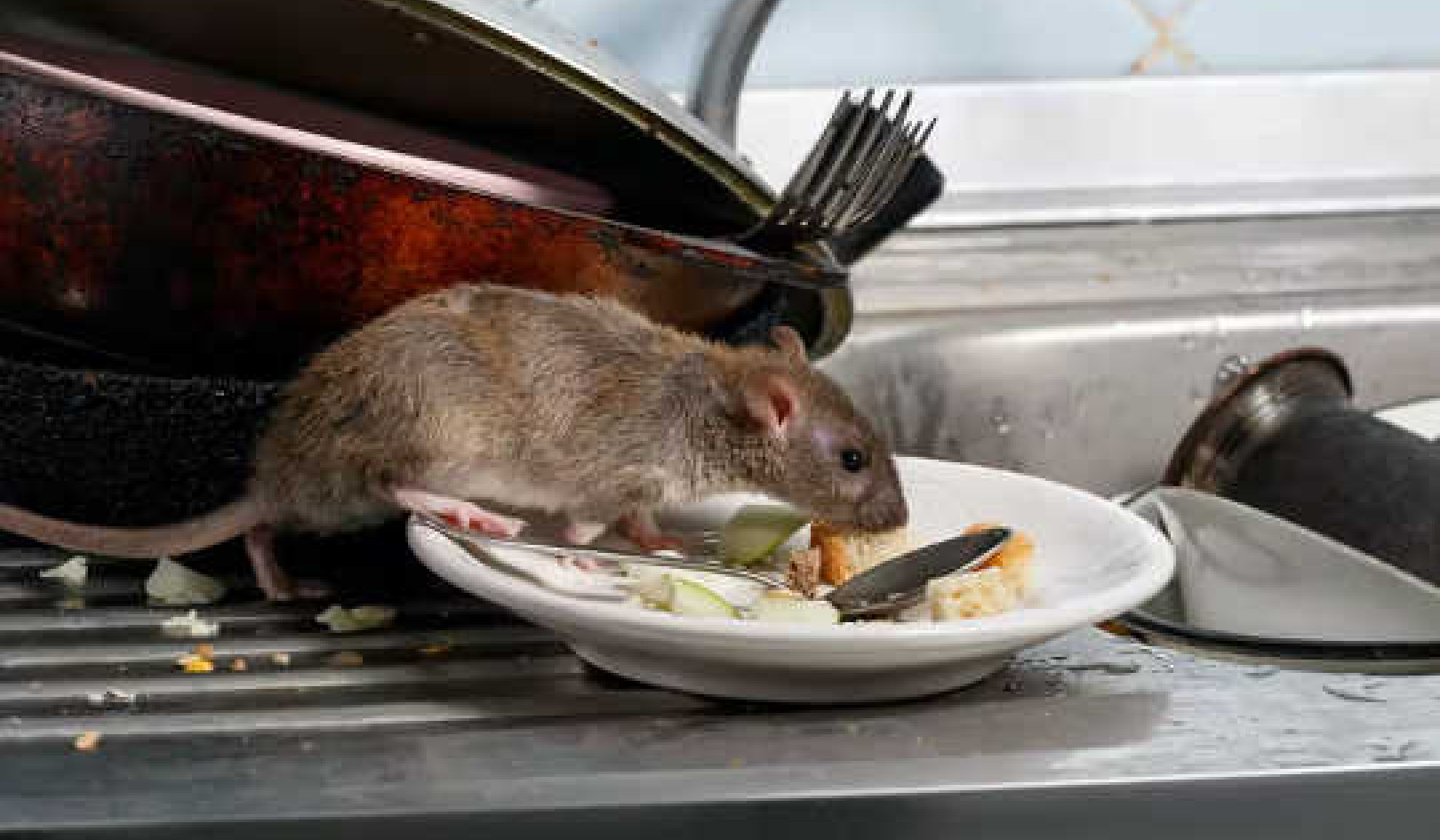 كيفية التحكم في الجرذان والفئران الغازية