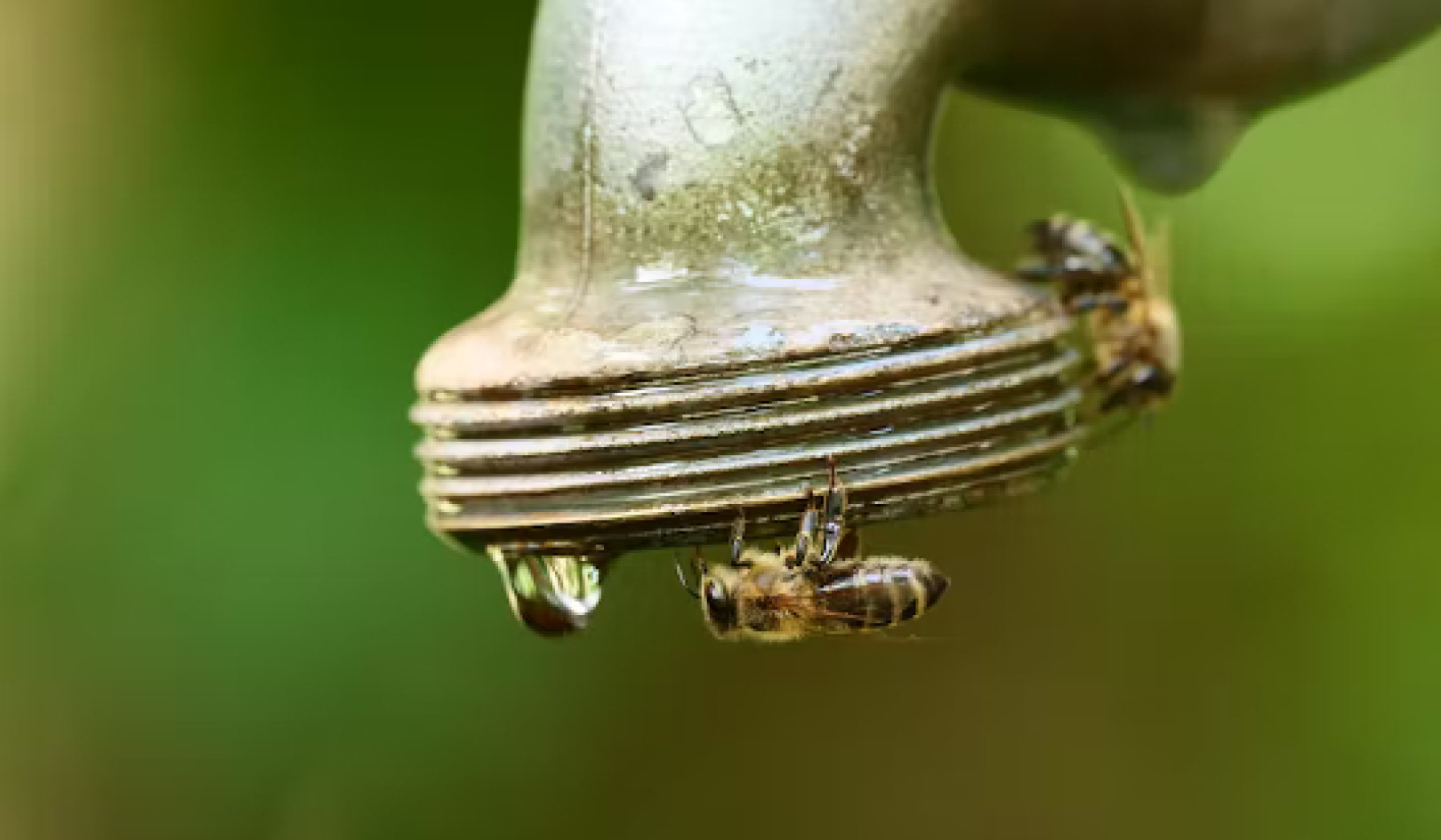 Bienen stehen vor vielen Herausforderungen und der Klimawandel erhöht den Druck