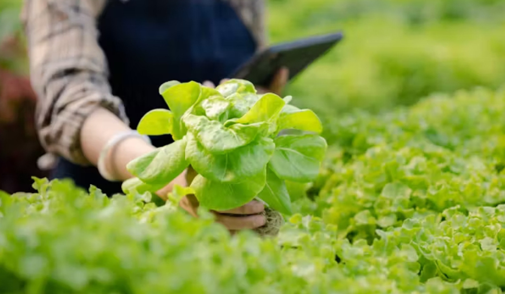 ค้นพบผักใบเขียวที่มีคุณค่าทางโภชนาการสูง XNUMX ชนิด