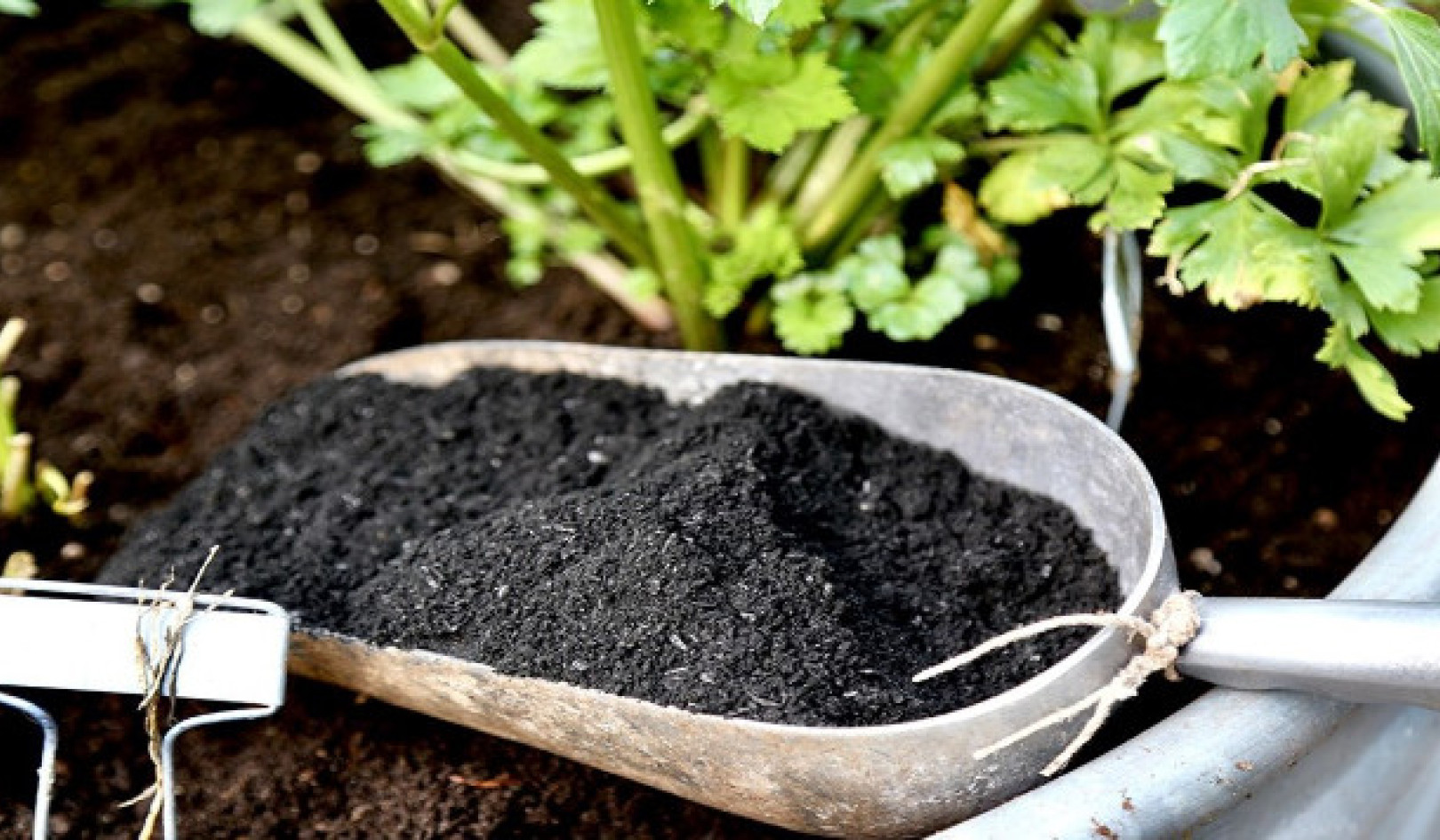 古代の知恵を現代庭園に応用: バイオ炭の利点