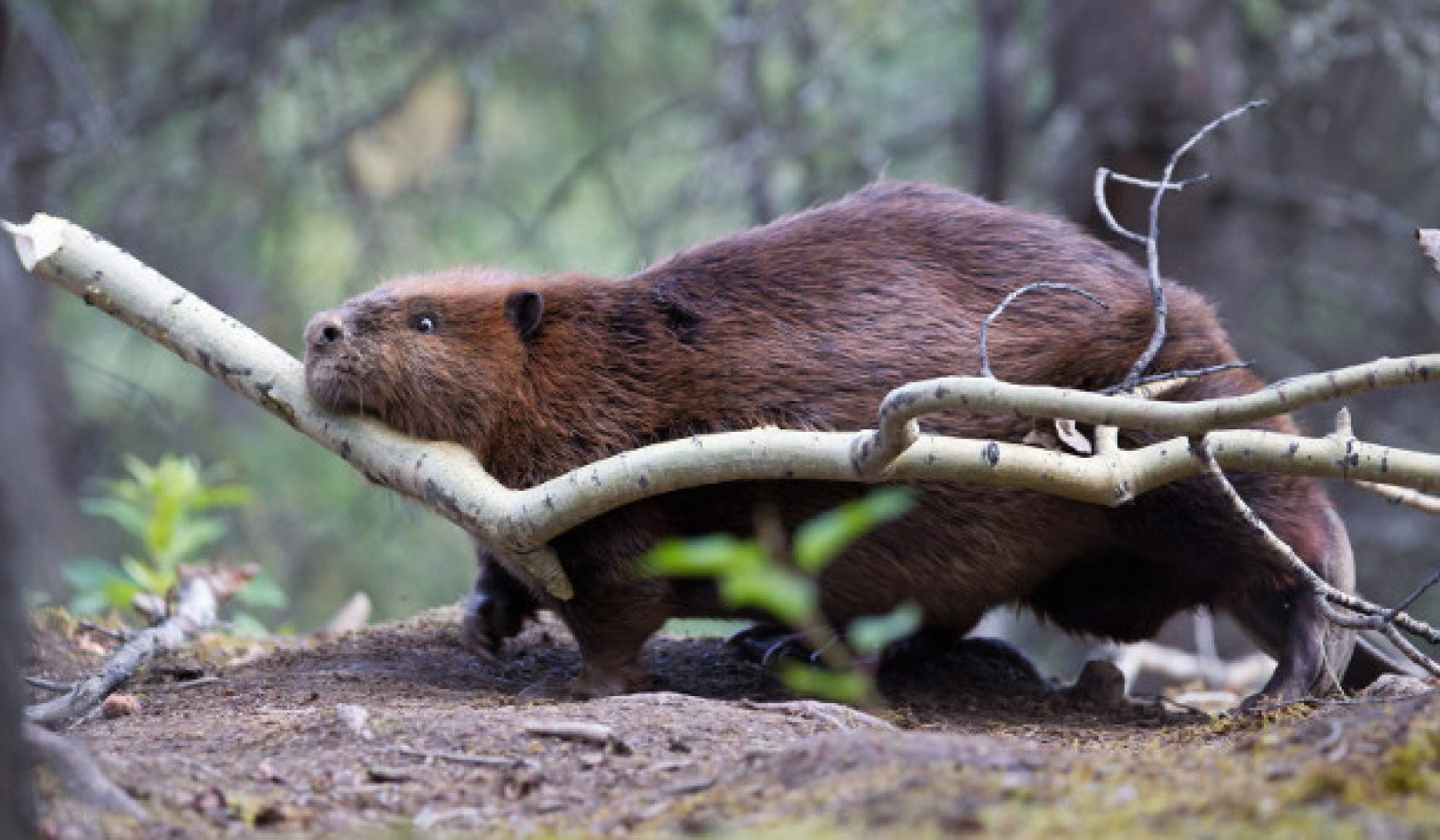 Deixe isso para os castores: a importância ecológica dos engenheiros da natureza