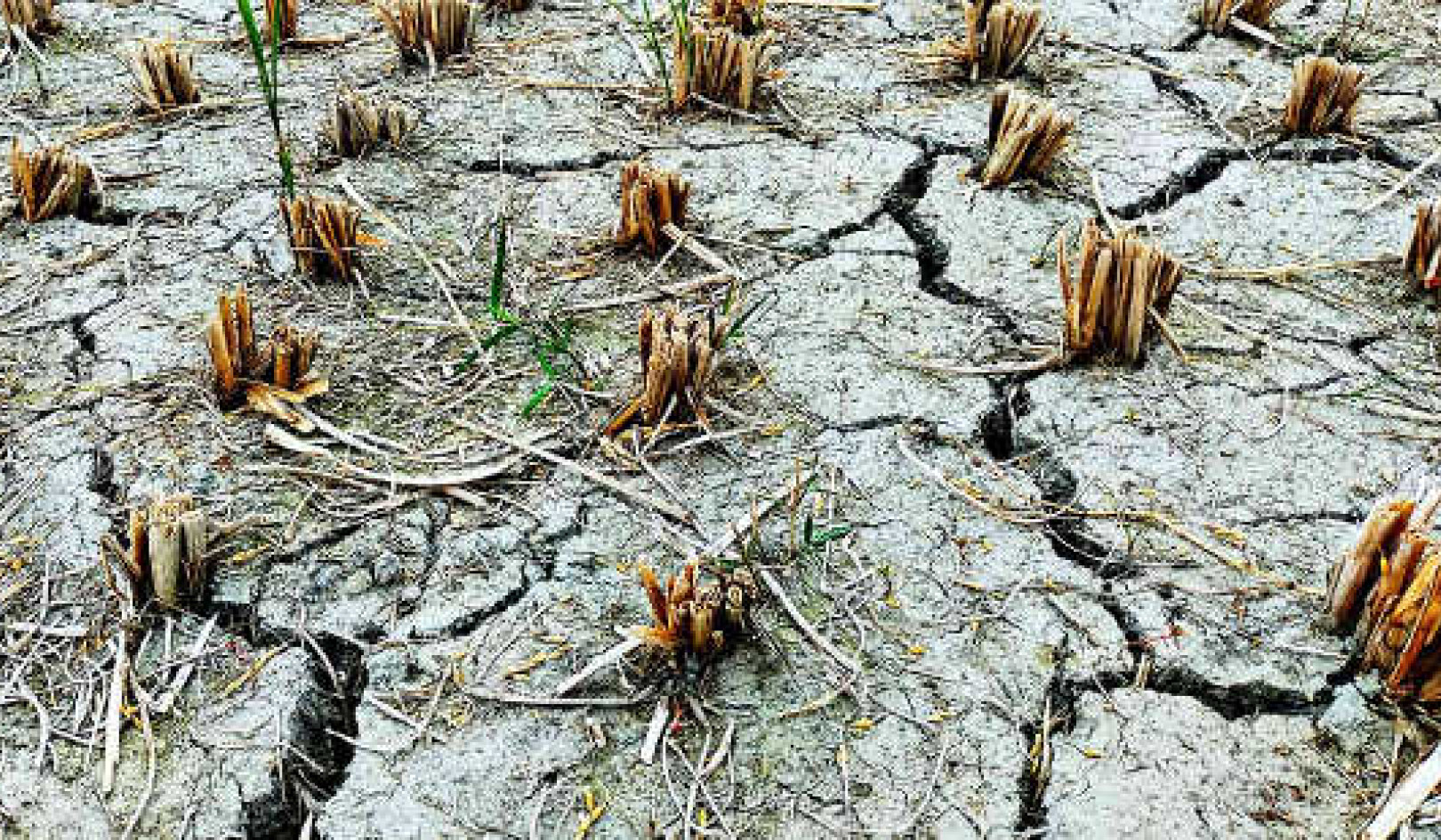 ¿Es hora de cambiar la definición de sequía a normal?