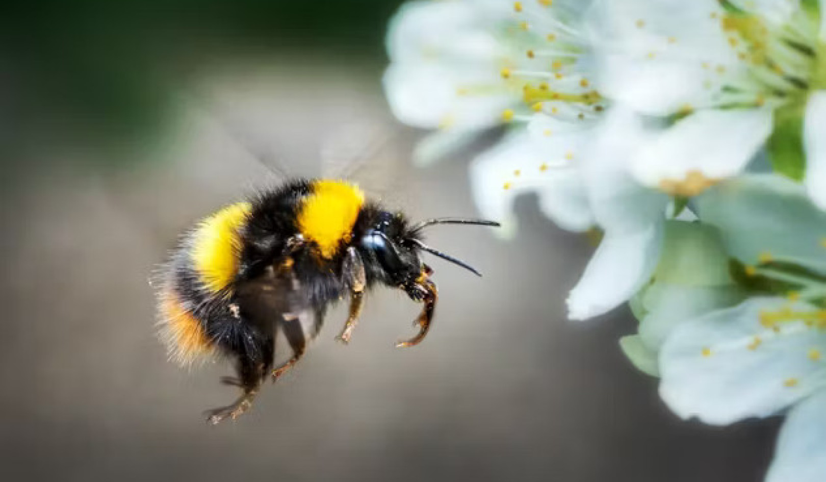 꿀벌의 동맹자가 되어 보세요: 이른 봄 식물이 중요한 이유