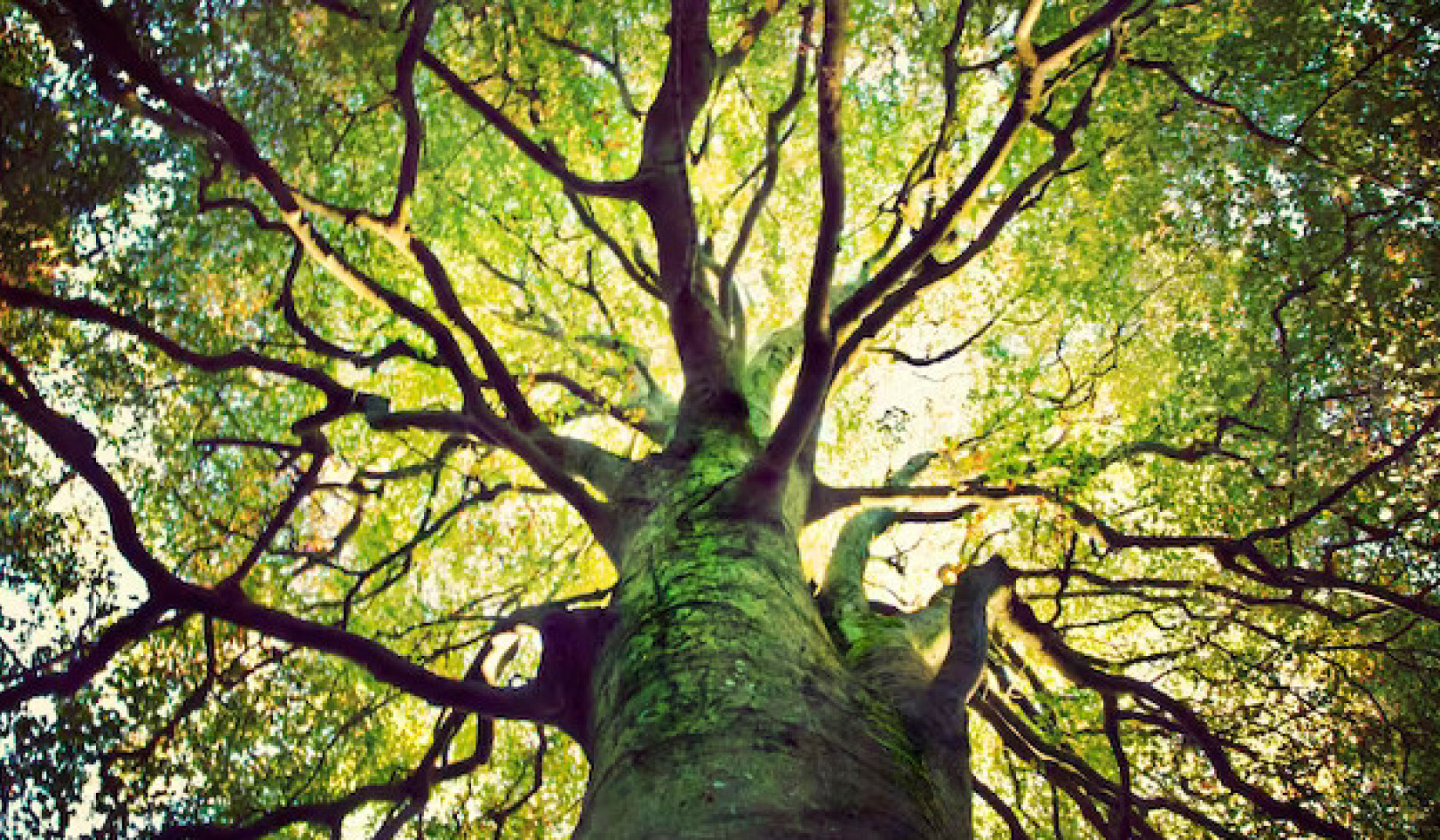 Livets træs symbolske rejse i jødisk tradition