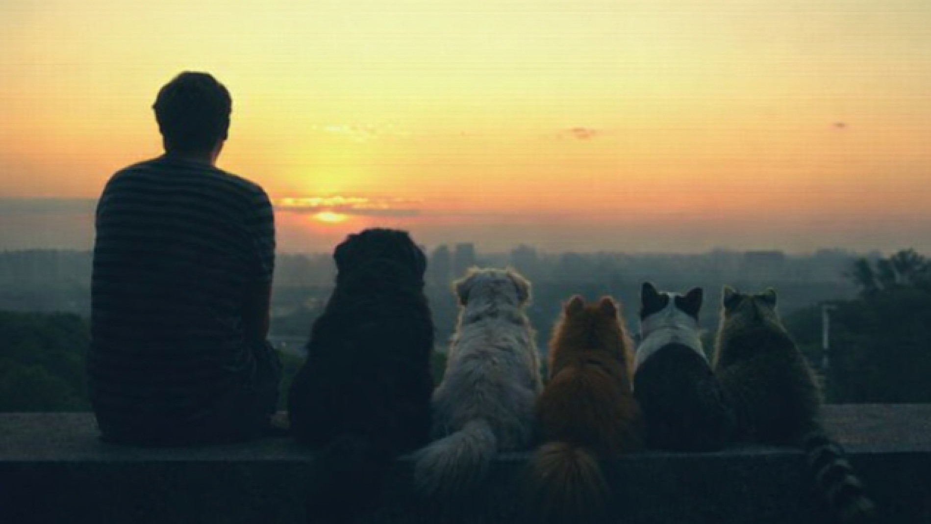 لماذا تبدو العلاقة بين الإنسان والكلب أكثر واقعية من العديد من العلاقات الإنسانية الأخرى؟