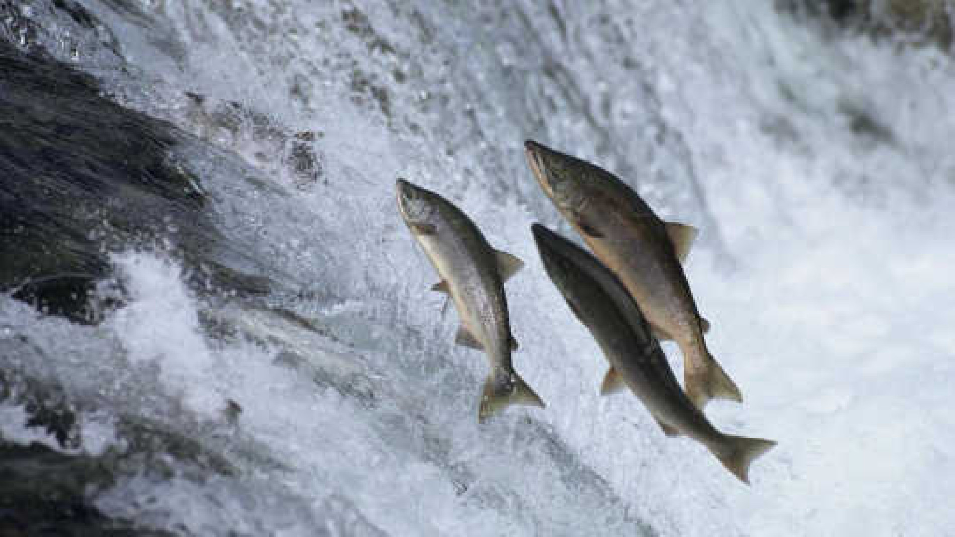 Die komplexe Natur des Glücks verstehen