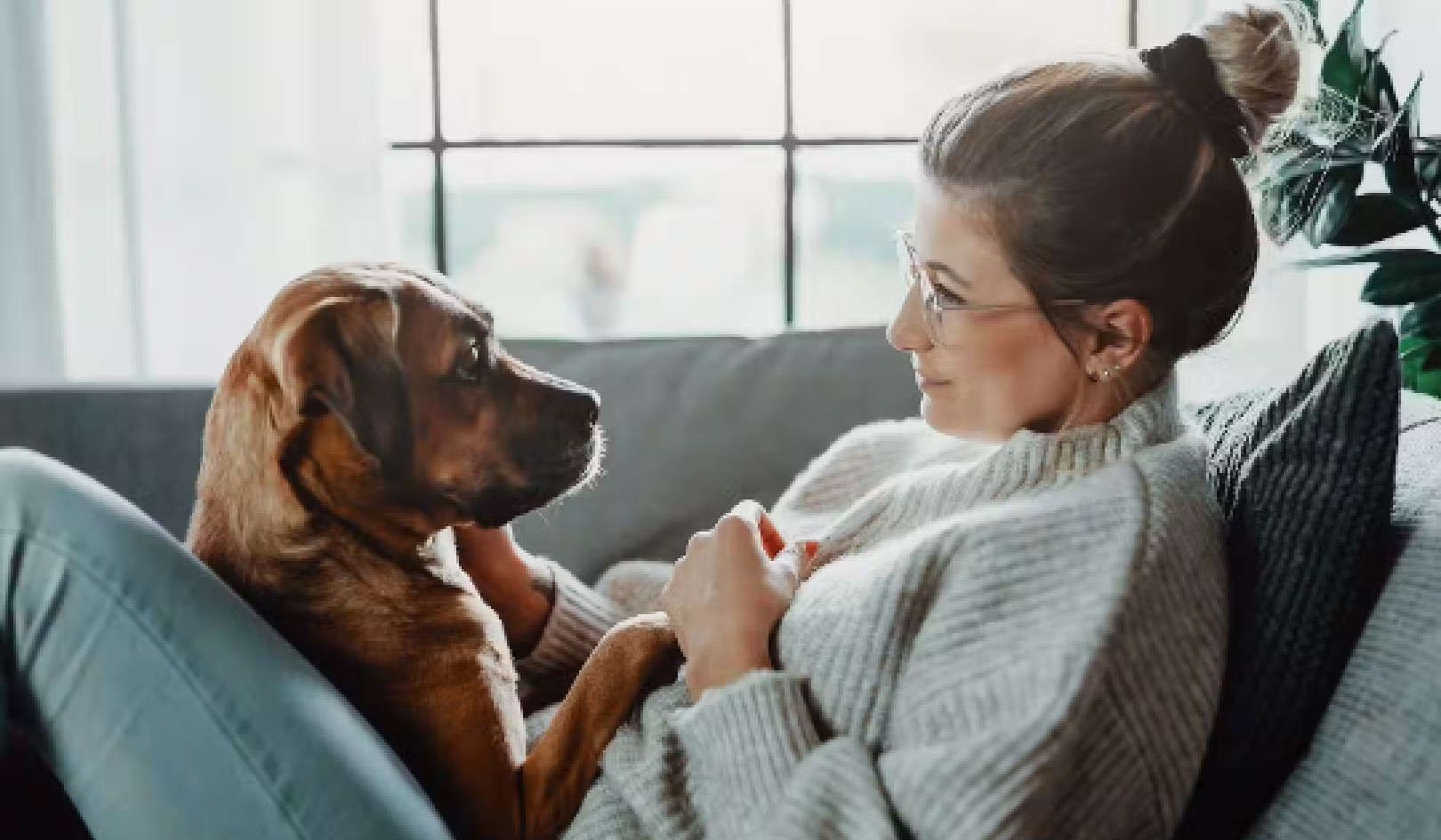 Wie Hunde uns helfen können, COVID und andere Krankheiten zu erkennen