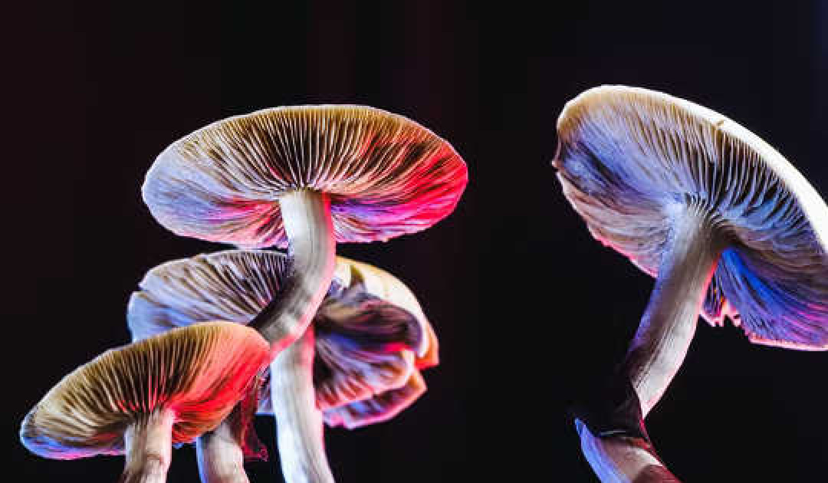 ¿Los hongos realmente usan el lenguaje para hablar entre ellos?