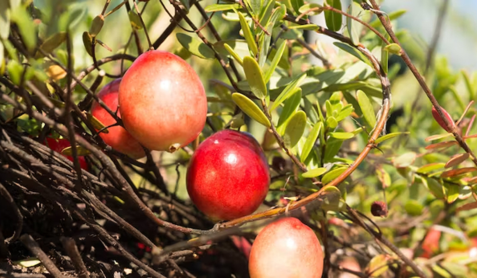 Keajaiban Cranberry: Mereka Memantul, Mengambang, dan Melakukan Penyerbukan Sendiri