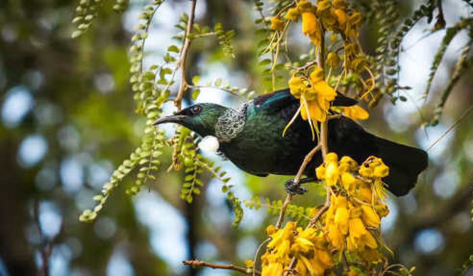 Hvordan innfødte fugler vender tilbake til New Zealands restaurerte urbane skoger