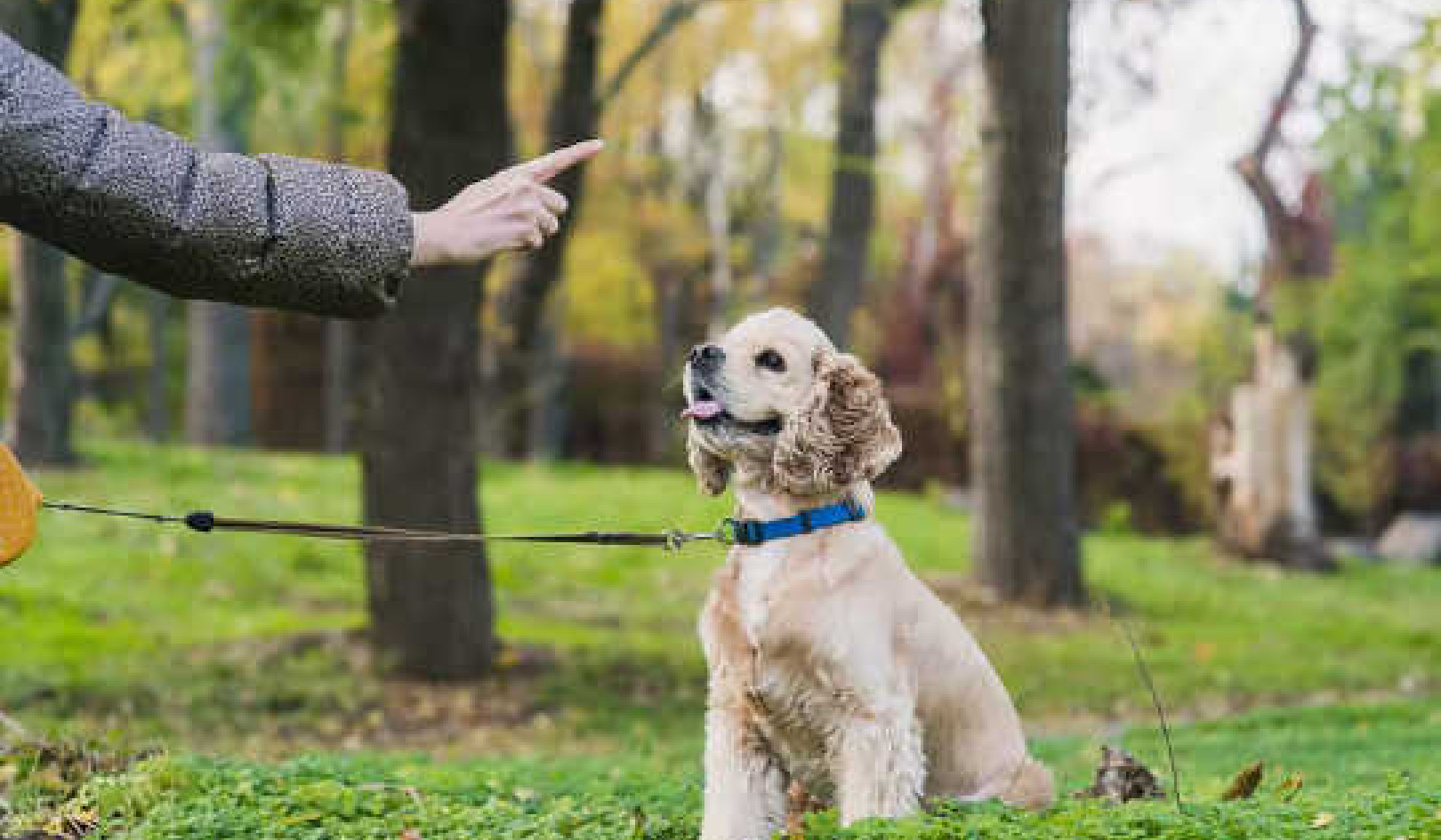 چگونه سگ خود را در مهارت های اساسی زندگی آموزش دهیم