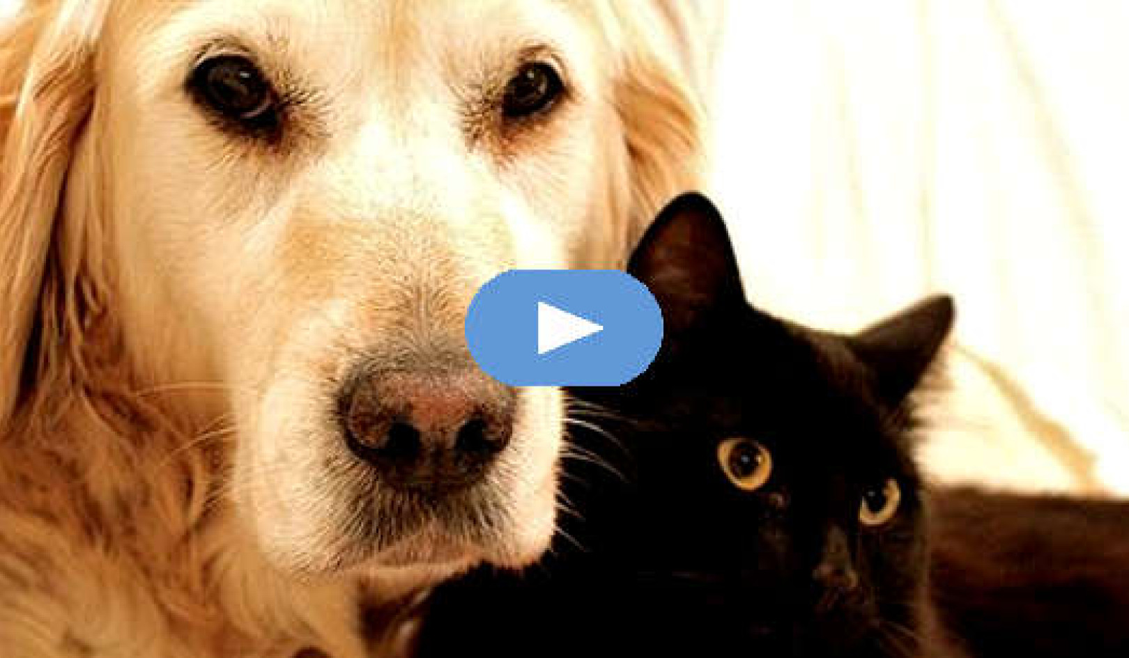 Ajándékok háziállatoktól – életen és halálon át (videó)