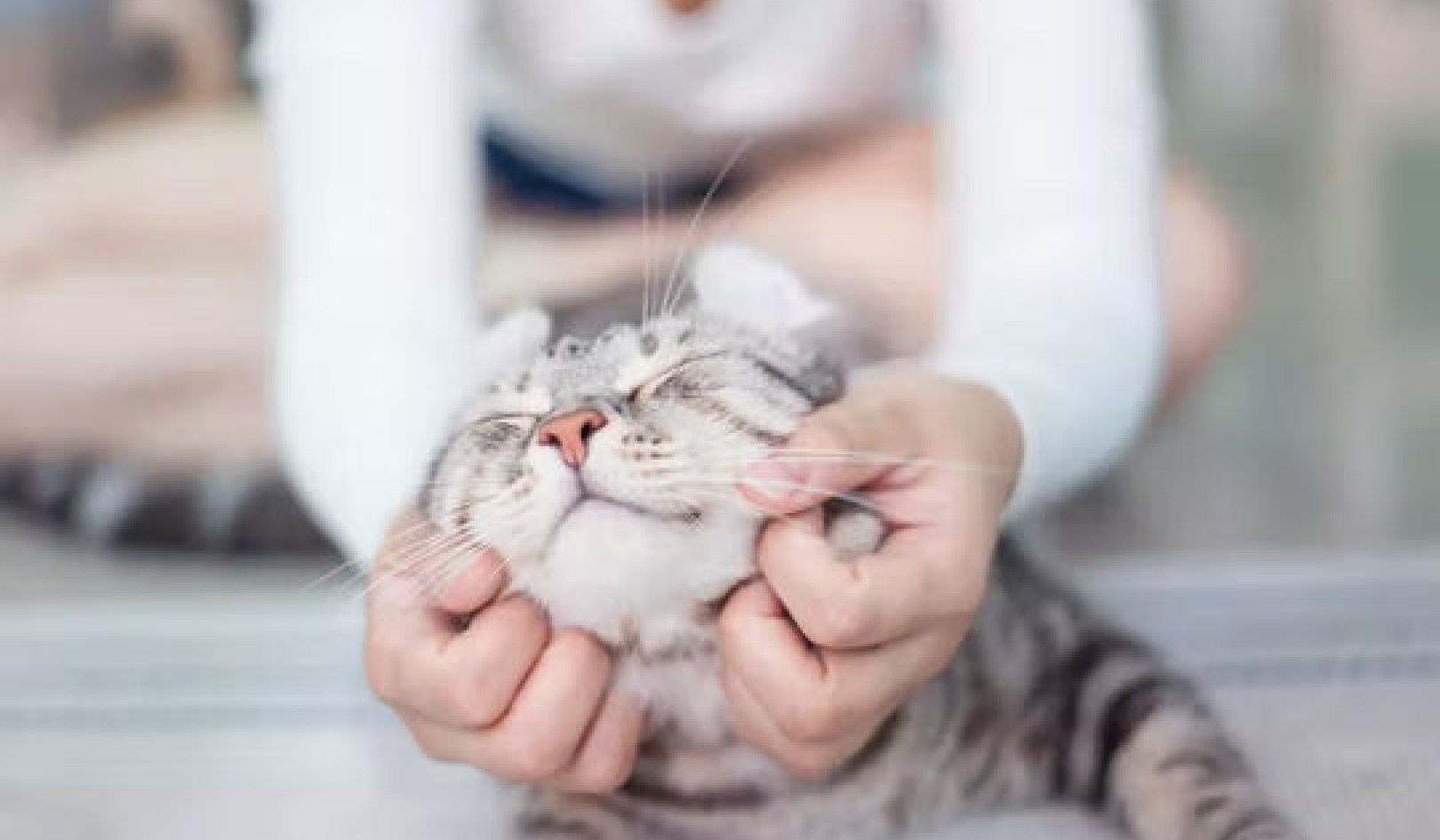 고양이가 당신을 사랑하는지 확인하는 4가지 방법