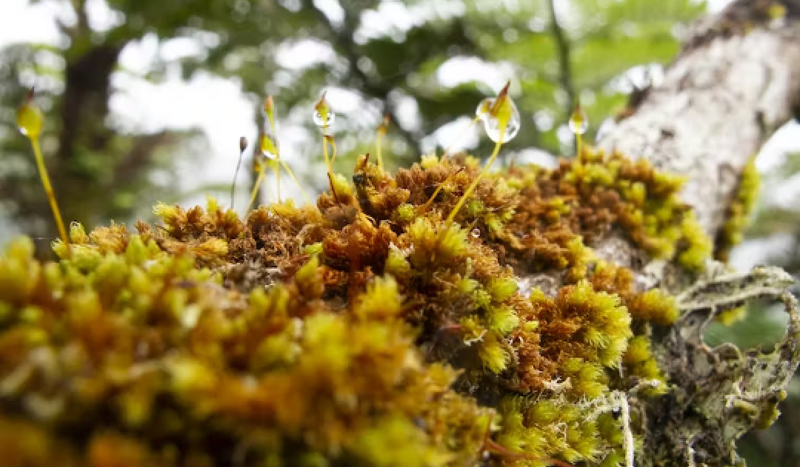 Sức mạnh tiềm ẩn của rêu: Tổ tiên cổ đại và Người bảo vệ hệ sinh thái
