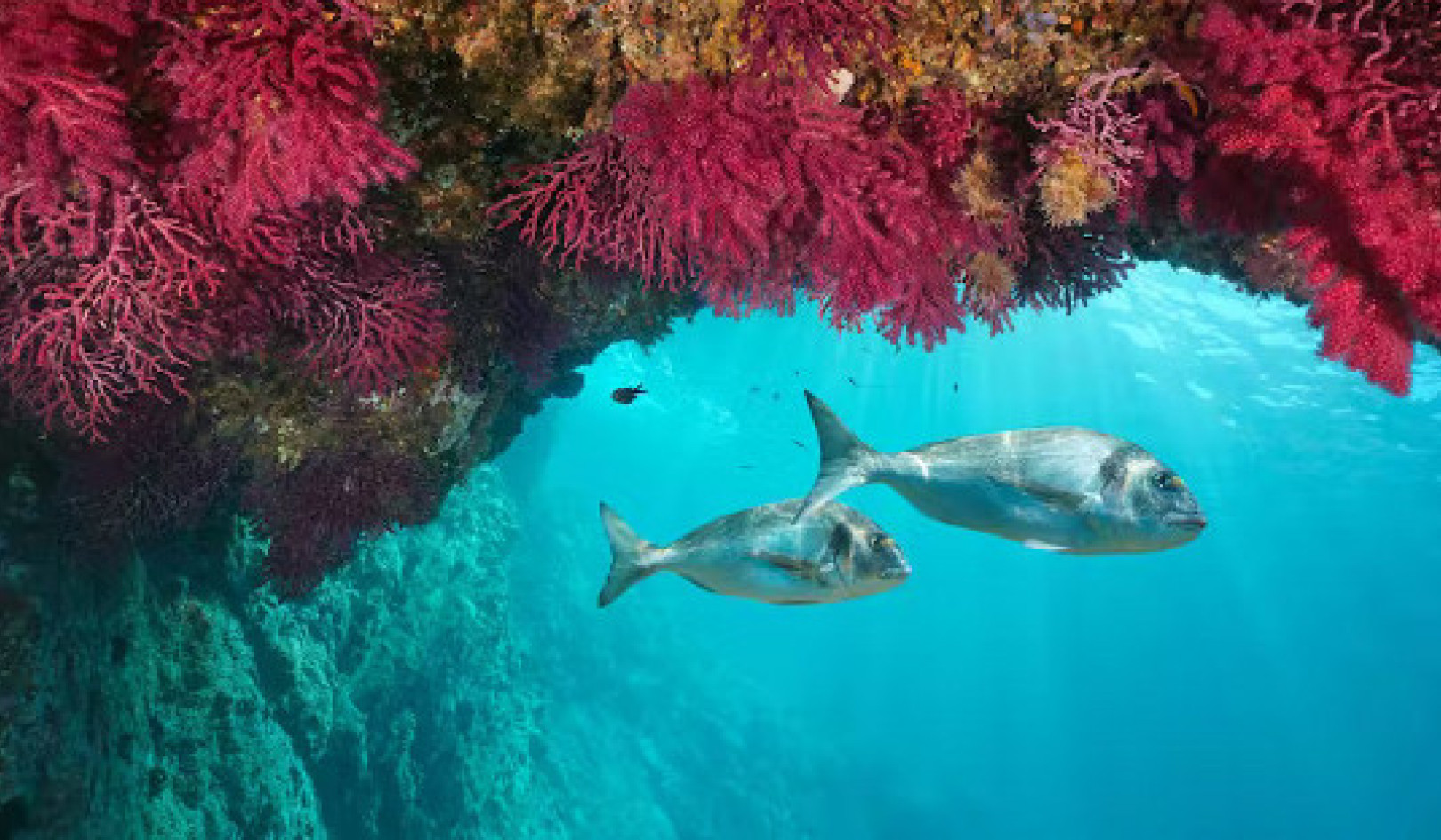 Οι καύσωνες της Μεσογείου θα μπορούσαν να καταστρέψουν τη θαλάσσια ζωή
