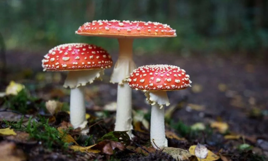 Microdosing Mushrooms: Miracle Tool Or Risky Trend?