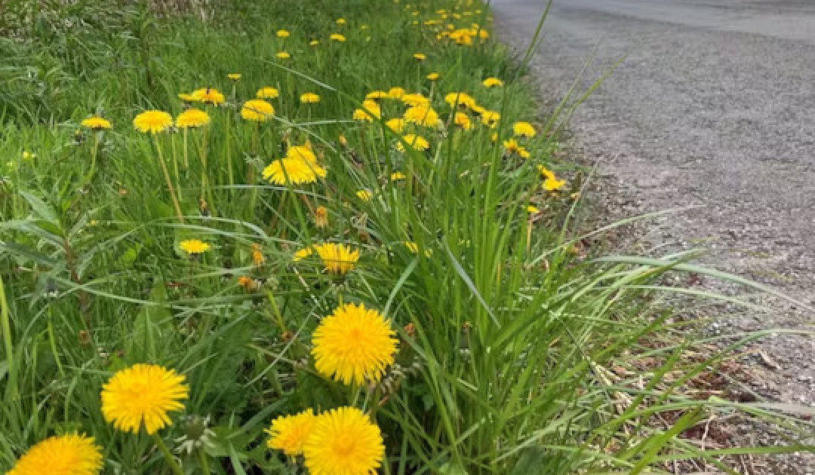 Why Should We Learn to Love Dandelions?