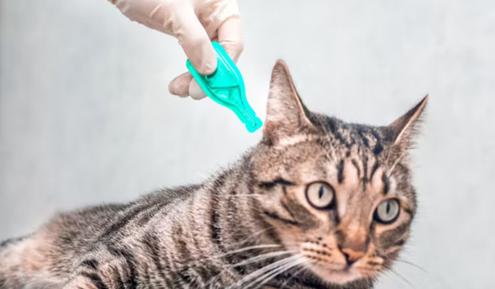 Cuidado ecológico de mascotas: abordar la contaminación de los tratamientos contra las pulgas
