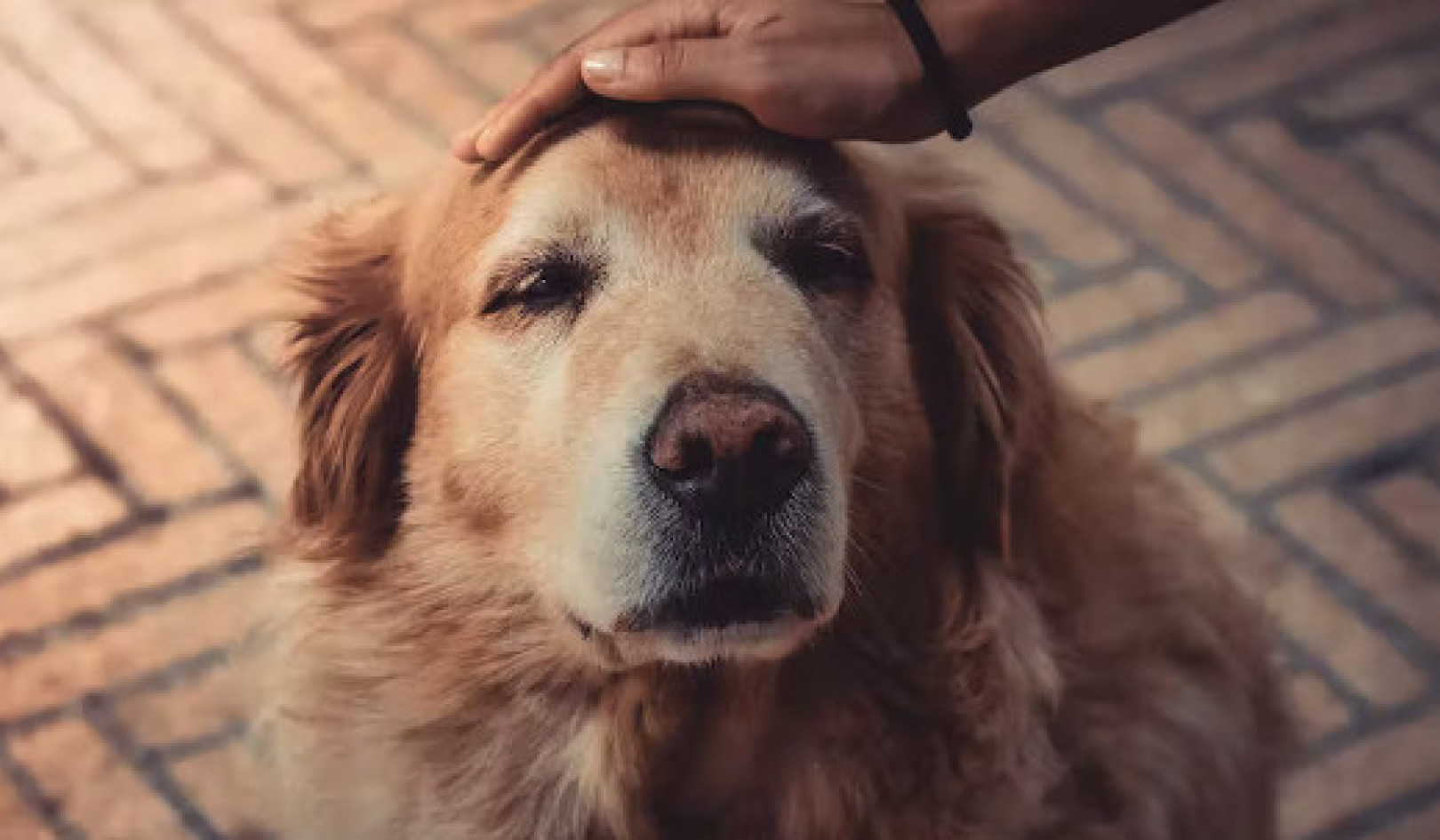 Anjing Boleh Mengalami Demensia Tetapi Banyak Berjalan Mungkin Mengurangkan Risiko