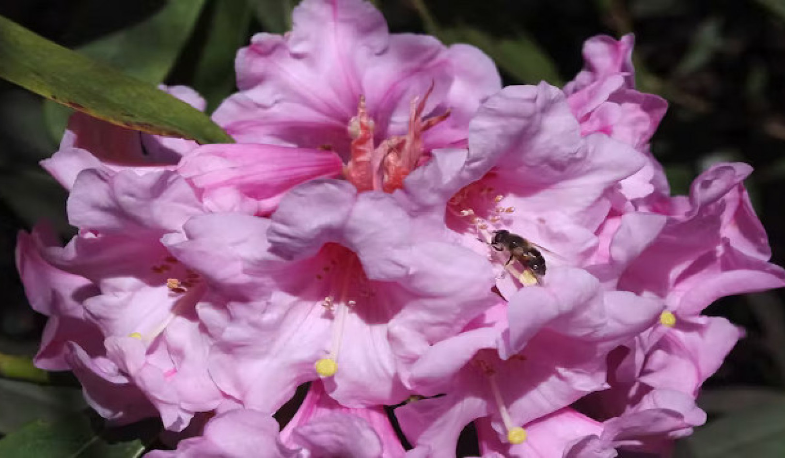 Från skönhet till odjur: Rhododendrons dubbla natur
