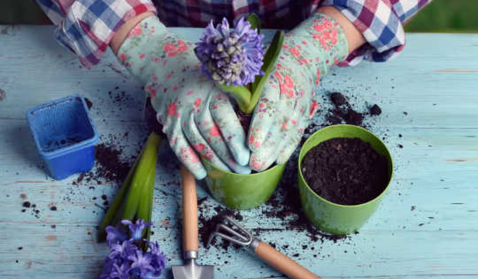 Gröna alternativ till torvmossa är lika bra för din trädgård