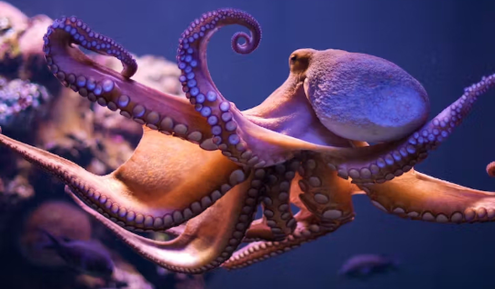 Suckers for Learning: waarom octopussen zo intelligent zijn