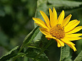 bunga matahari dalam cahaya penuhnya