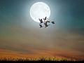 满月，加拿大鹅在它前面飞翔