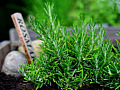 Rosemary growing in a garden. Image by congerdesign from Pixabay. Rosemary: A Multiuse Herb for Vitality and Strength