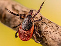 Ticks and Lyme Disease -- The Surprising Role Humans Play