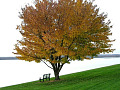 an empty bench underneath a large tree on the side of a calm lake setting