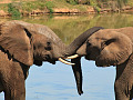 due elefanti si avvicinano e le proboscidi si toccano