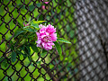 Одинокий цветок в сетчатом заборе