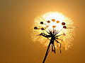 dandelion flower seed ball in front of the sun